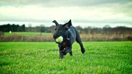 Cookie Dog!